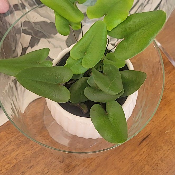 Photo of the plant species Heart Leaf Fern by @pippi named Cleopatra on Greg, the plant care app