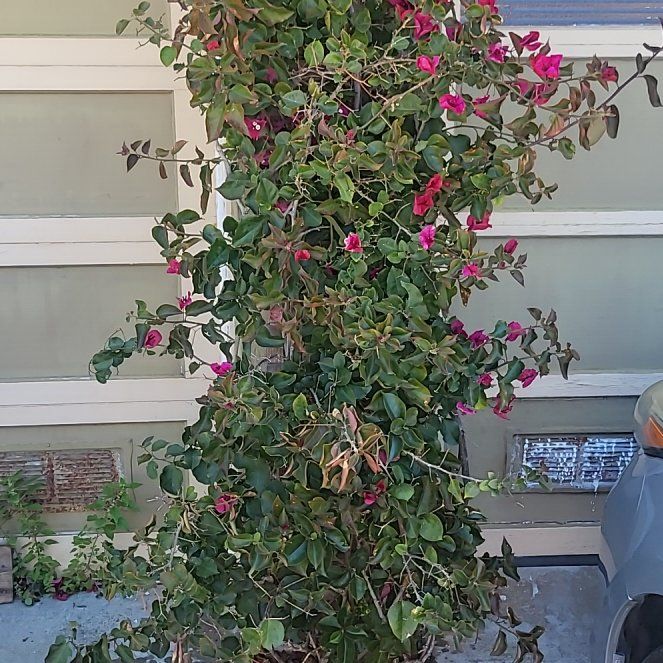 Photo of the plant species Torch Glow Bougainvilla by @pippi named Captain Plant-it on Greg, the plant care app