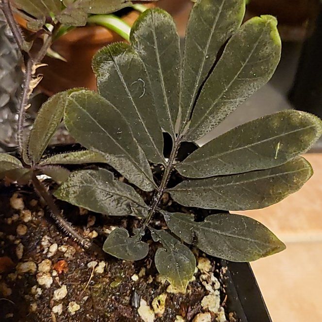 Photo of the plant species Solanum uleanum by @pippi named Hamilton on Greg, the plant care app