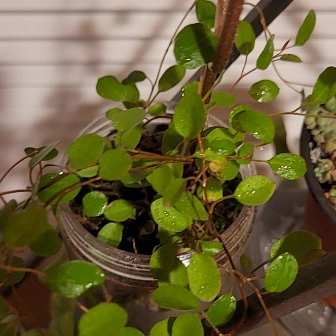 Photo of the plant species Creeping Wire Vine by @pippi named Ulysses S Plant on Greg, the plant care app