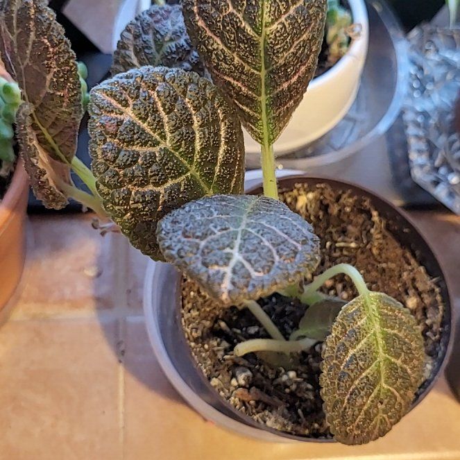 Photo of the plant species Episcia 'Copper' by @pippi named Sproutacus on Greg, the plant care app