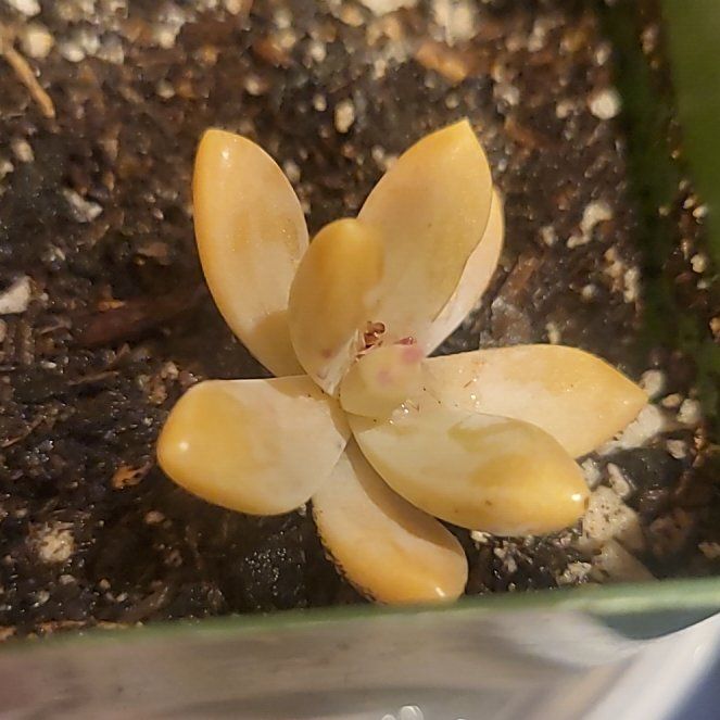 Photo of the plant species Graptosedum 'California Sunset' by @pippi named AVA on Greg, the plant care app
