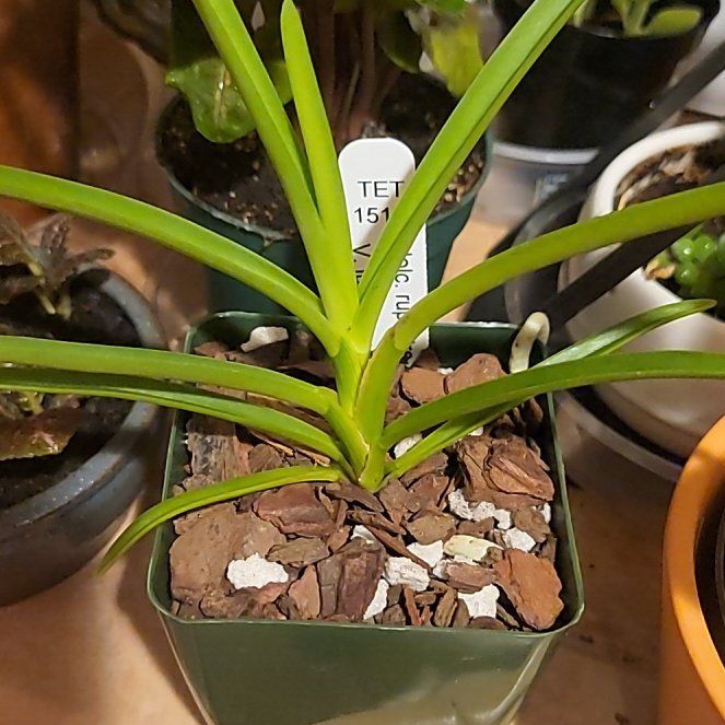 Photo of the plant species Vanda orchid by @pippi named Zion on Greg, the plant care app