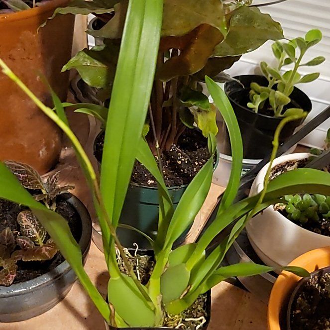 Photo of the plant species 'Fantasy' by @pippi named Leonardo on Greg, the plant care app