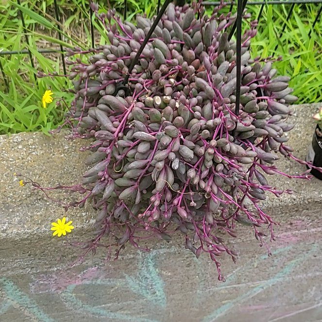 Photo of the plant species String of Rubies by @pippi named Emerson on Greg, the plant care app
