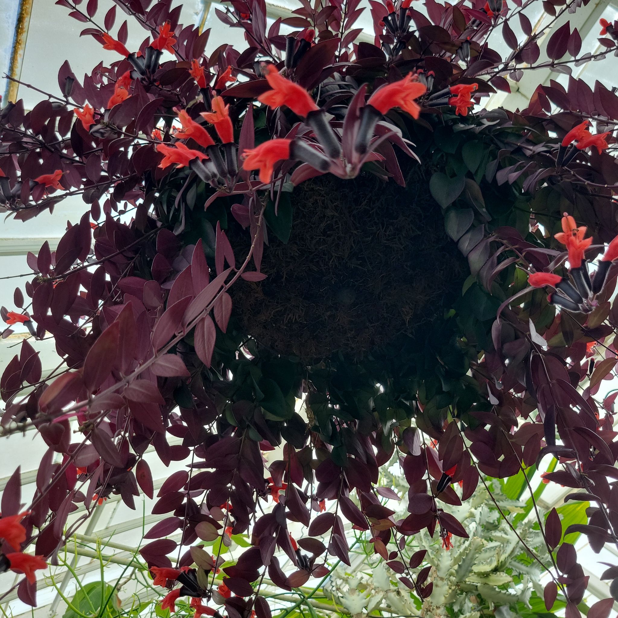 Photo of the plant species Firecracker Plant by @pippi named Kardashian on Greg, the plant care app
