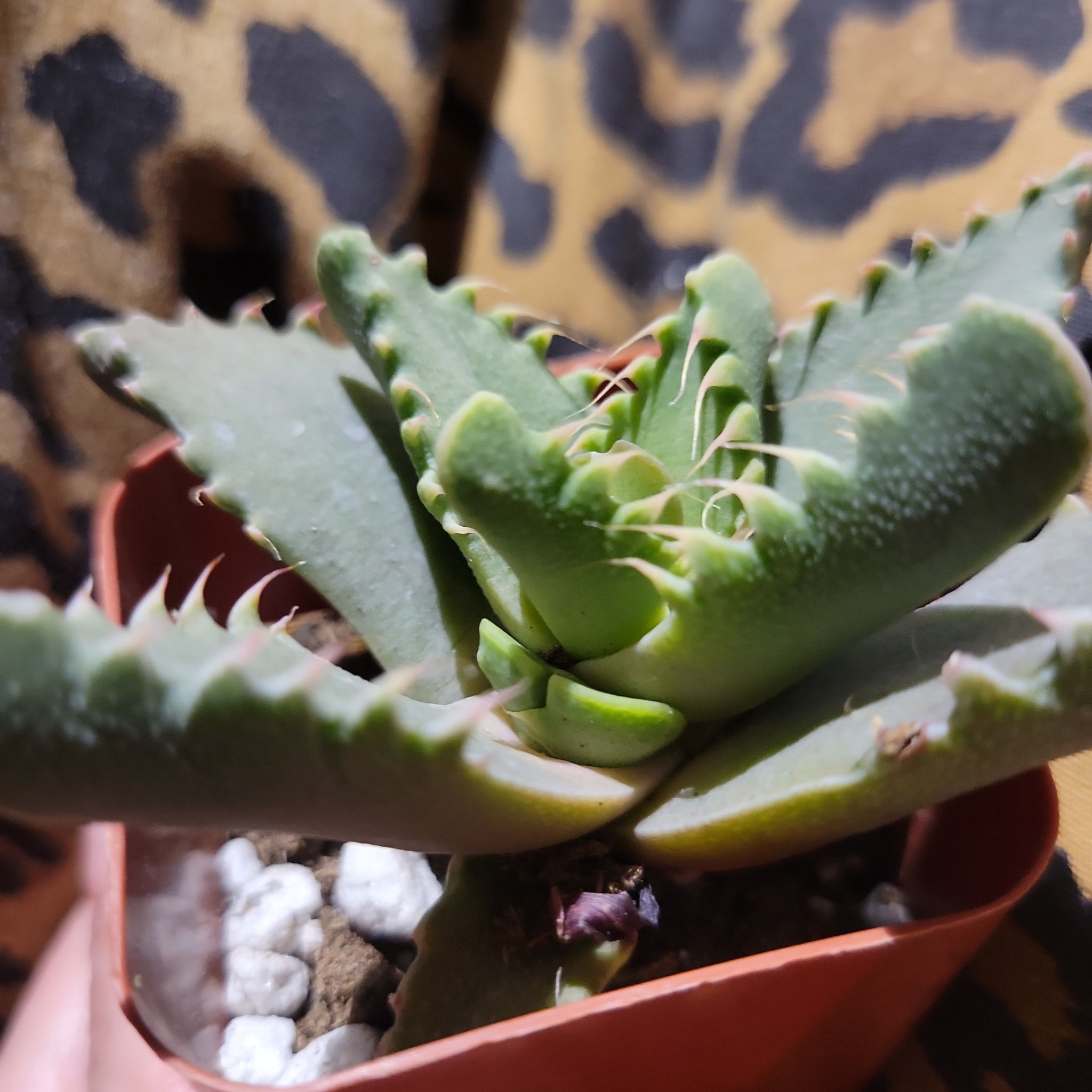Photo of the plant species Tiger Jaws by @pippi named Marley on Greg, the plant care app