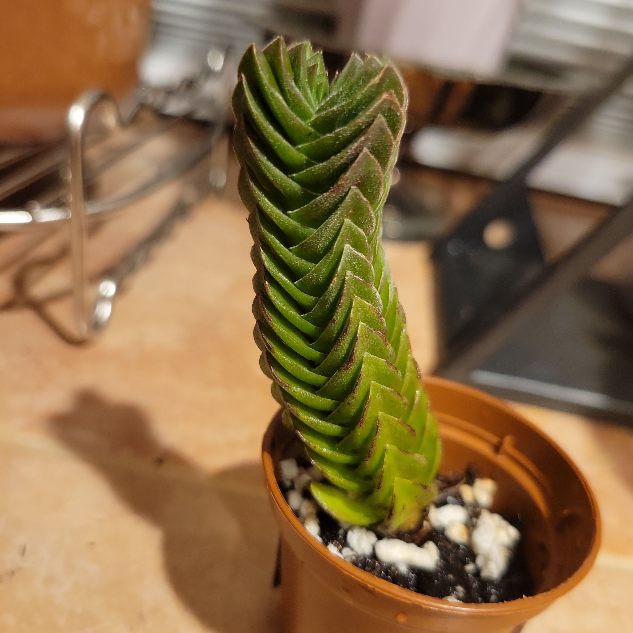 Photo of the plant species Crassula 'Buddha's Temple' by @pippi named Beyonce on Greg, the plant care app