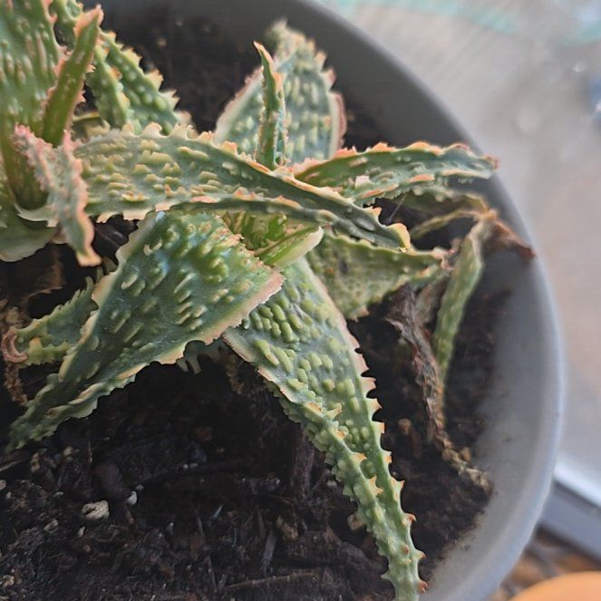 Photo of the plant species Aloe 'Christmas Carol' by @MarkedRedalder named Pinkish aloe on Greg, the plant care app