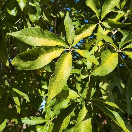 Photo of the plant species White Sapote by @HotTamarillo84 named Figyonce on Greg, the plant care app