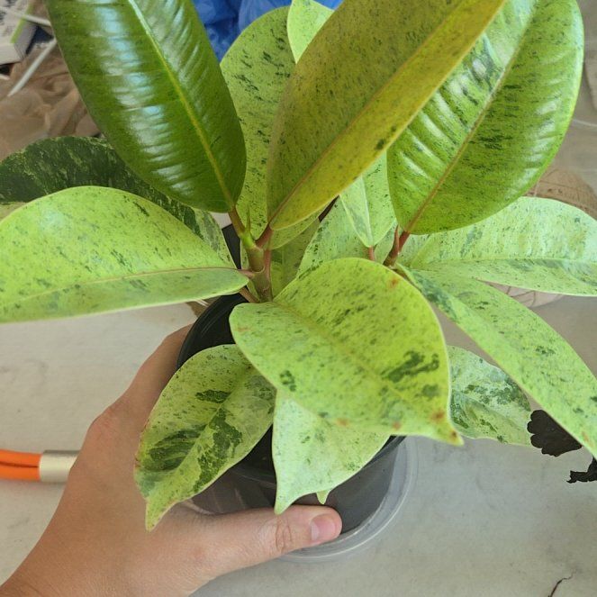 Photo of the plant species Ficus Shivereana Moonshine by @WinVaccaria16 named Drake on Greg, the plant care app