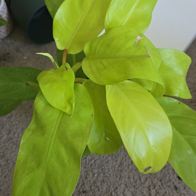 Photo of the plant species Philodendron 'Malay Gold' by @WinVaccaria16 named Tree Diddy on Greg, the plant care app