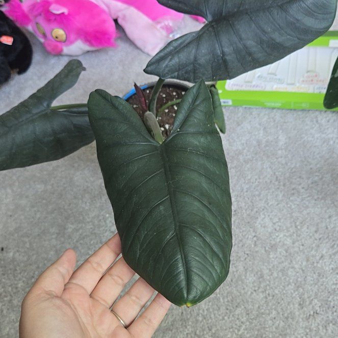 Photo of the plant species Alocasia Reginae Black by @WinVaccaria16 named Spike Leaves on Greg, the plant care app