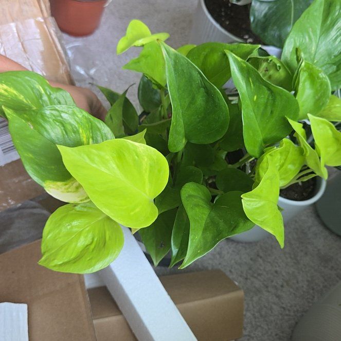 Photo of the plant species Neon Pothos by @WinVaccaria16 named Pax on Greg, the plant care app
