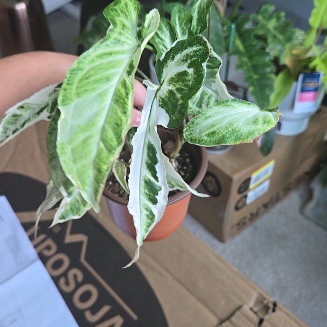 Photo of the plant species Syngonium Starlite by @WinVaccaria16 named Beyonce on Greg, the plant care app