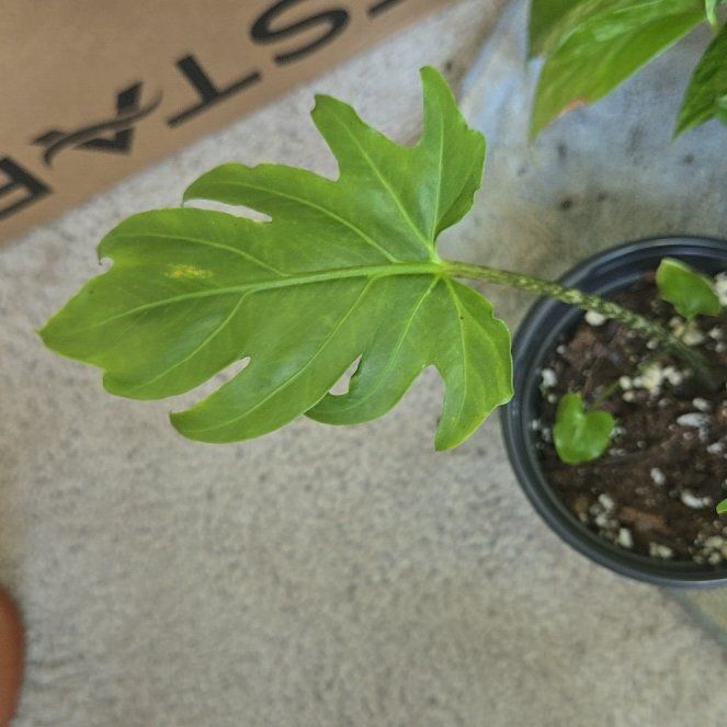 Photo of the plant species Alocasia brancifolia by @WinVaccaria16 named Marley on Greg, the plant care app