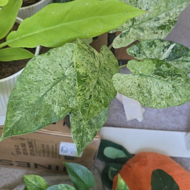 Photo of the plant species Alocasia Batik 'Blizzard' by @WinVaccaria16 named Einstein on Greg, the plant care app
