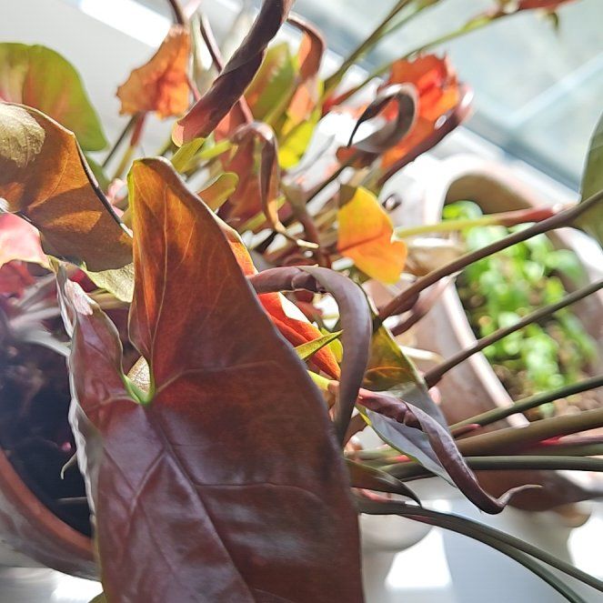 Photo of the plant species Nephthytis 'Pink Spot' by @UpandcomerNeem named Mando on Greg, the plant care app