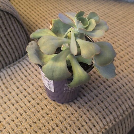 Photo of the plant species Succulent by @SaintlyPinkball named Plato on Greg, the plant care app