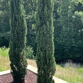 Photo of the plant species Mediterranean Cypress by @NiftyBaytree91 named Fernie Mac on Greg, the plant care app