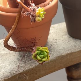 Photo of the plant species Graptoveria 'Titubans Variegata' by @PerkyCowpea61 named Tip on Greg, the plant care app