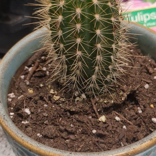Photo of the plant species Austrocephalocereus estevesii by @TidyMedeola32 named Kobe on Greg, the plant care app