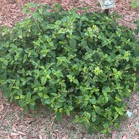 Photo of the plant species Threelobe False Mallow by @SnappyAcajou7 named Lola on Greg, the plant care app