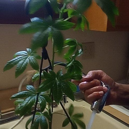 Photo of the plant species Cleome Hassleriana by @FamedTipa48 named Sigmund on Greg, the plant care app