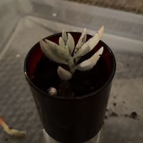 Photo of the plant species Woolly Senecio by @FreeRosilla81 named Orlando Bloom on Greg, the plant care app