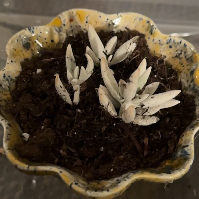 Photo of the plant species Woolly Senecio by @FreeRosilla81 named Baesil on Greg, the plant care app