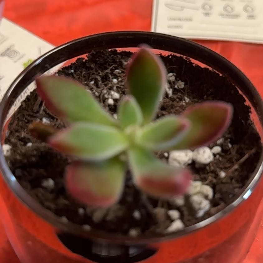 Photo of the plant species Ruby Slippers Echeveria by @FreeRosilla81 named Sherlock on Greg, the plant care app