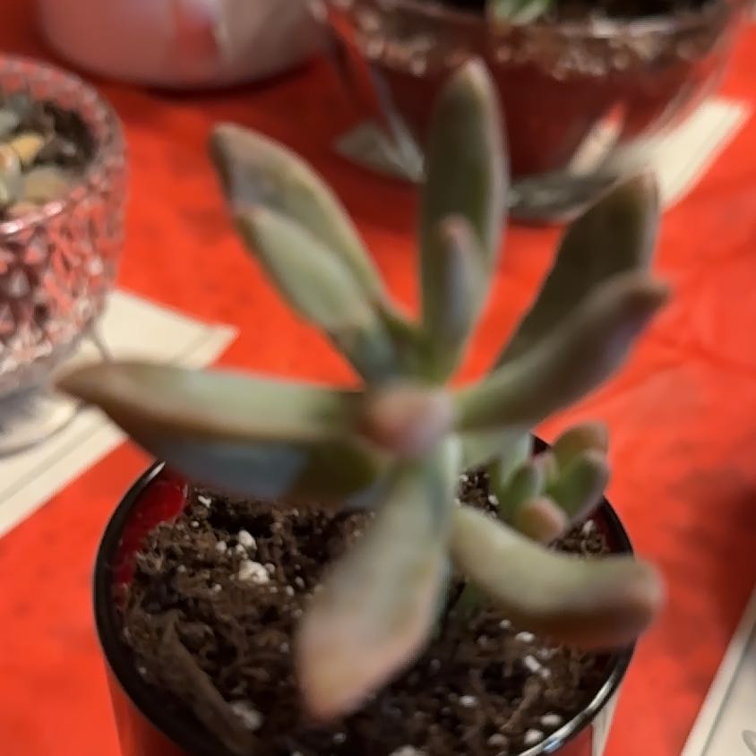 Photo of the plant species Graptosedum 'Francesco Baldi' by @FreeRosilla81 named Orwell on Greg, the plant care app