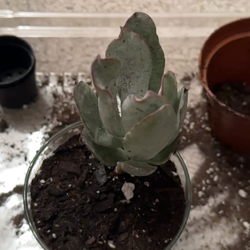 Photo of the plant species Echeveria by @FreeRosilla81 named Jackson on Greg, the plant care app