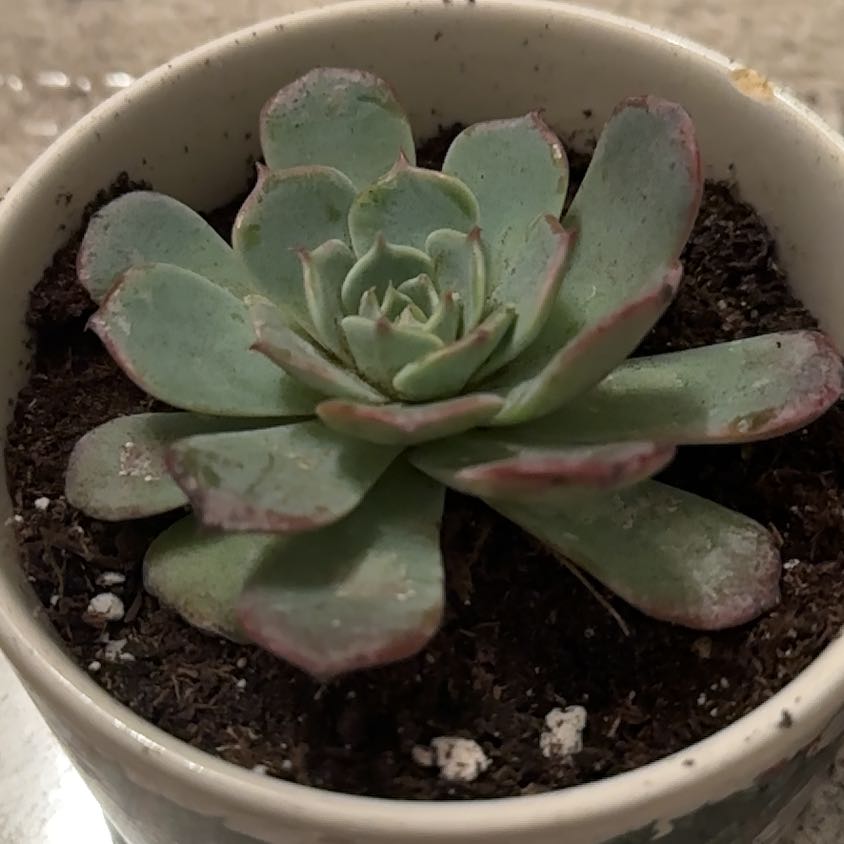 Photo of the plant species Echeveria Laulensis by @FreeRosilla81 named Archie on Greg, the plant care app