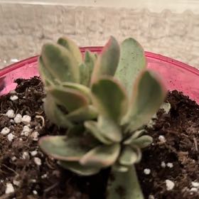 Photo of the plant species Mint Truffles by @FreeRosilla81 named Baesil on Greg, the plant care app