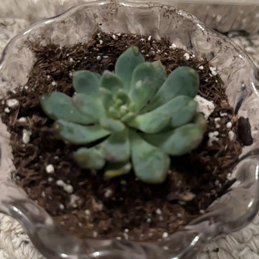 Photo of the plant species Sedeveria 'Blue Elf' by @FreeRosilla81 named Blue Ivy on Greg, the plant care app