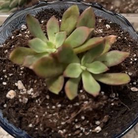 Photo of the plant species Echeveria Ana Lu by @FreeRosilla81 named The Supremes on Greg, the plant care app
