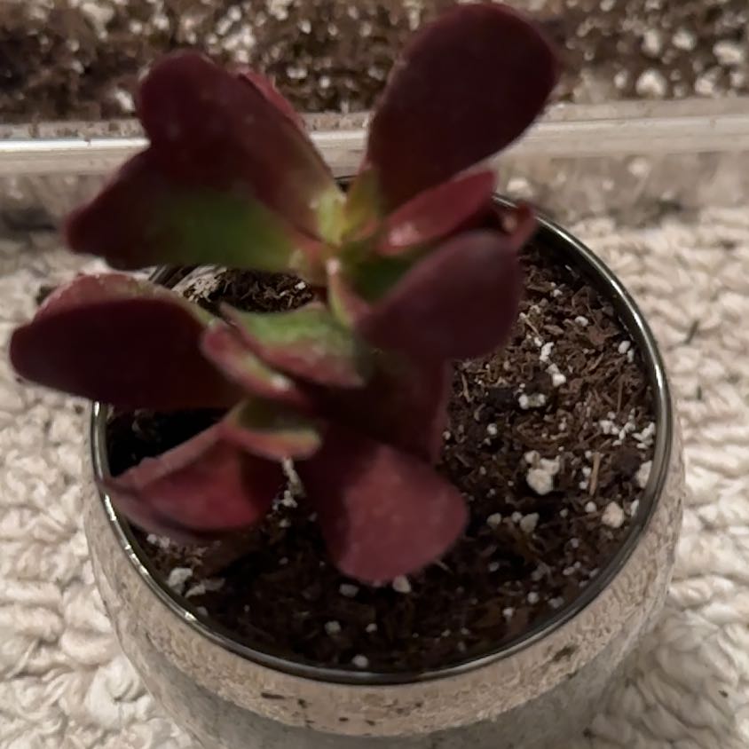 Photo of the plant species Crassula clavata by @FreeRosilla81 named Sunny on Greg, the plant care app
