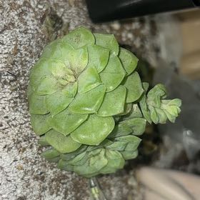 Photo of the plant species Mini Dunce Cap by @QuickPomelo33 named Morgan Treeman on Greg, the plant care app