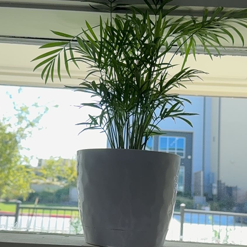 Plant care for Monstera Peru on Greg, the plant care app