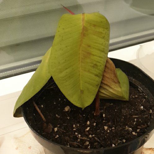 Photo of the plant species Rubber Plant by @WiseFicus24 named Hemingway on Greg, the plant care app