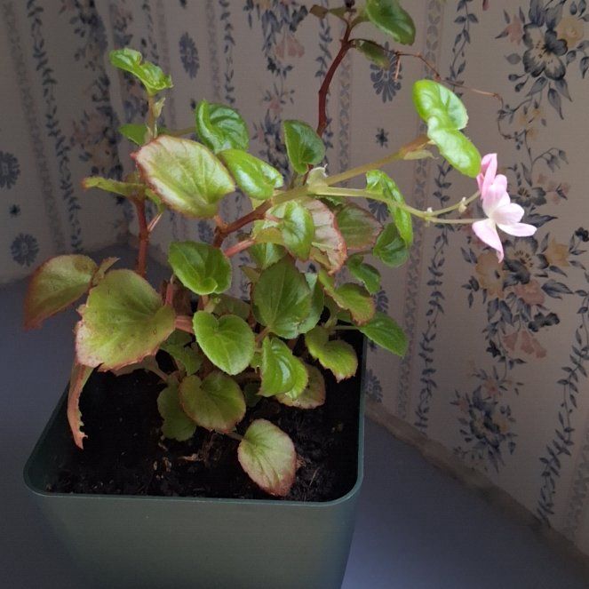 Photo of the plant species Wax Begonia by @WiseSalal40 named Betty on Greg, the plant care app