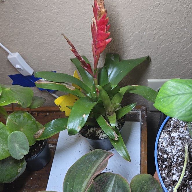 Photo of the plant species Flaming Sword by @d3kk98 named Doja Cat on Greg, the plant care app