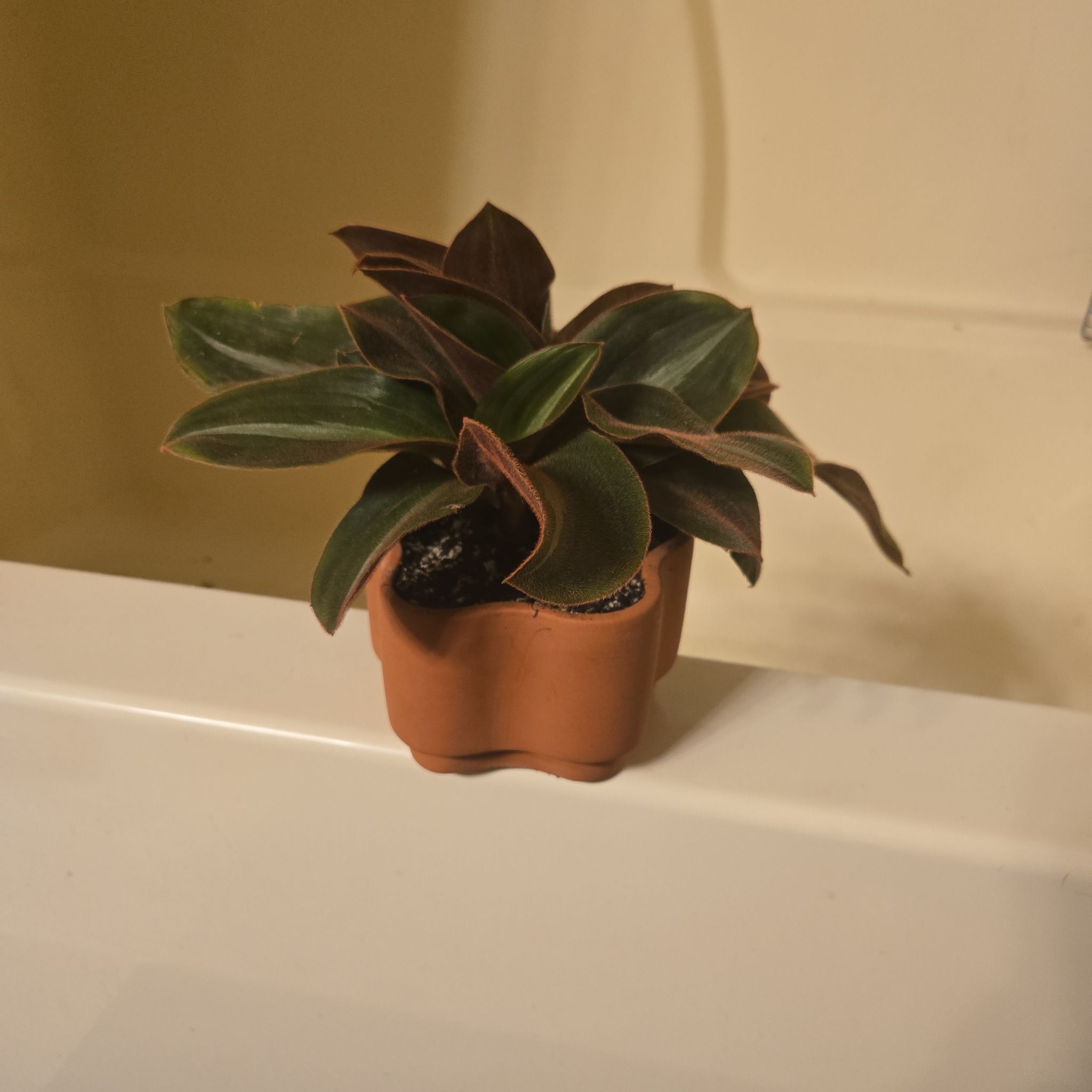 Photo of the plant species Brown Spiderwort by @d3kk98 named Mollie on Greg, the plant care app