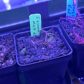 Photo of the plant species Forked Sundew by @SportingSquash named Drake on Greg, the plant care app