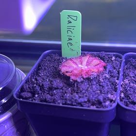 Photo of the plant species Australian Sundew by @SportingSquash named Delilah on Greg, the plant care app