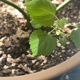 Photo of the plant species Crabweed by @SavantBlinks60 named Bella on Greg, the plant care app