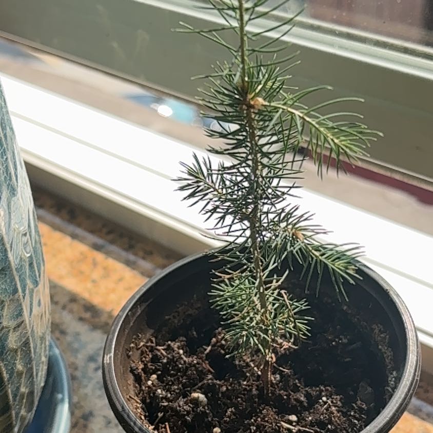 Photo of the plant species Colorado Spruce by @SavantBlinks60 named Surya on Greg, the plant care app