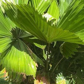 Photo of the plant species Panama Hat Plant by @ReputablePlanty named Bieber on Greg, the plant care app