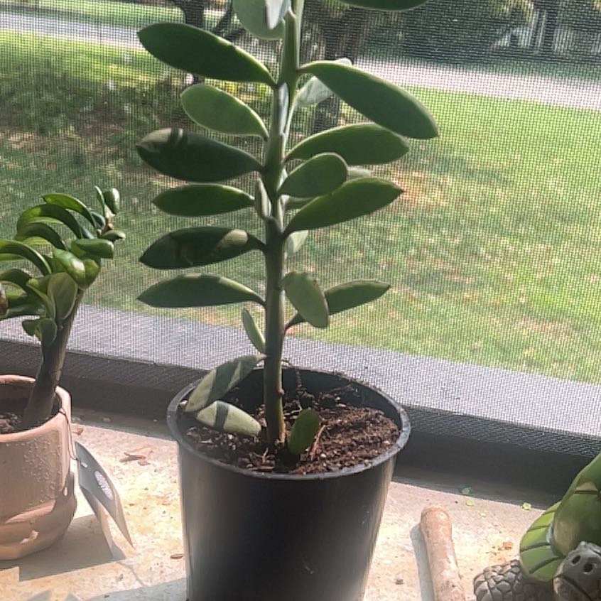 Photo of the plant species Vertical Leaf Senecio by @ExpertRedash named Gaga on Greg, the plant care app